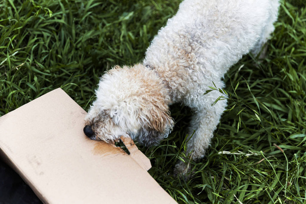 Σκύλος δαγκώνει και σκίζει σε χαρτόνι στο μακρύ γρασίδι - Φωτογραφία, εικόνα