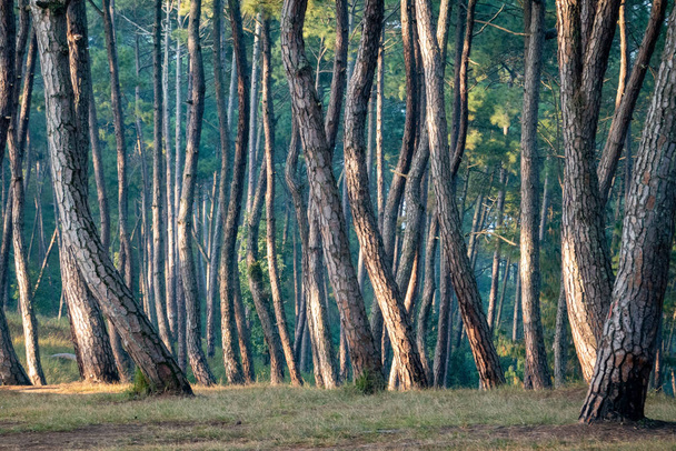 Puunrunkojen metsä
 - Valokuva, kuva