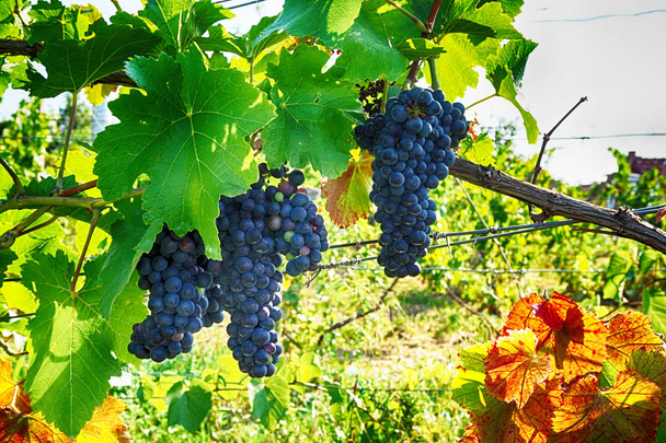 Cseh szőlőültetvények származó Morvaországban - Fotó, kép