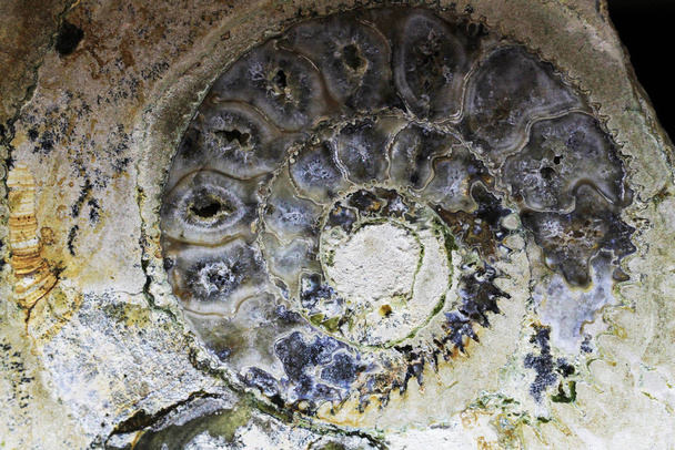 texture fossile d'ammonite
 - Photo, image