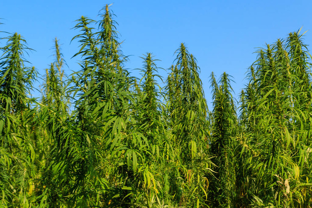 Gebied van groene cannabis (marihuana) planten - Foto, afbeelding