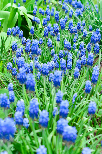Flores azules Muscari o capullos y hojas de jacinto murino. Profundidad superficial del campo
. - Foto, Imagen