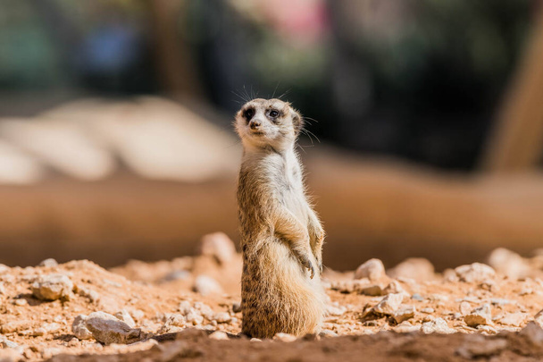 Meerkat (Surikate) no deserto
 - Foto, Imagem