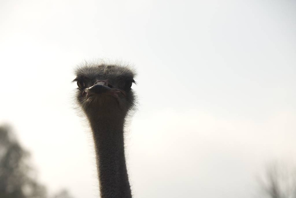           O retrato da avestruz, seus olhos e pescoço
 - Foto, Imagem