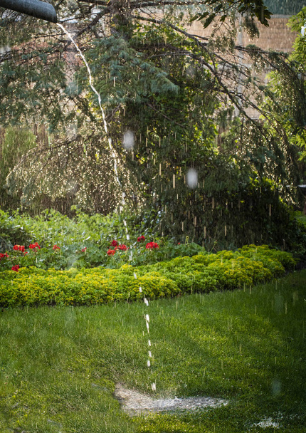 Jardín césped en la lluvia de primavera
. - Foto, Imagen