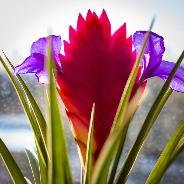 Beautiful multi-colored flower - Foto, immagini