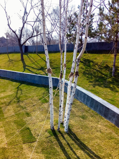 árboles jóvenes después de la plantación, fijados por cuerdas
 - Foto, imagen