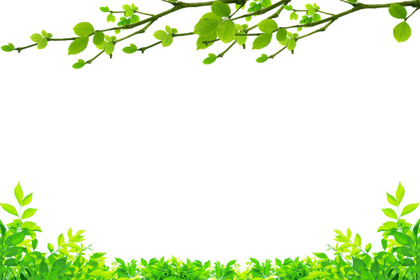 Лист і гілка дерева ізольовані на білому тлі
. - Фото, зображення