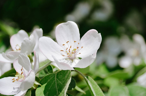 duftende junge weiße Blume auf blühendem Quittenbaum aus nächster Nähe in sonnigem Frühlingsmorgen - Foto, Bild