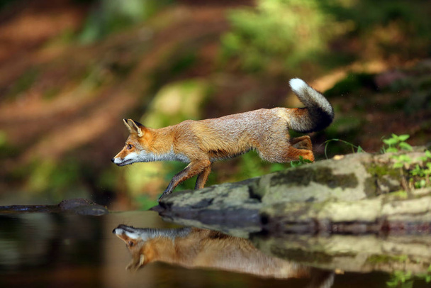 若い赤いキツネ(彫刻)は森の中で獲物の後に水の近くに忍び寄る。キツネは森の小川の表面に反映されます。. - 写真・画像