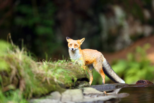 Zorro rojo joven (Vulpes vulpes) se cuela cerca del agua tras presa en el bosque
. - Foto, Imagen