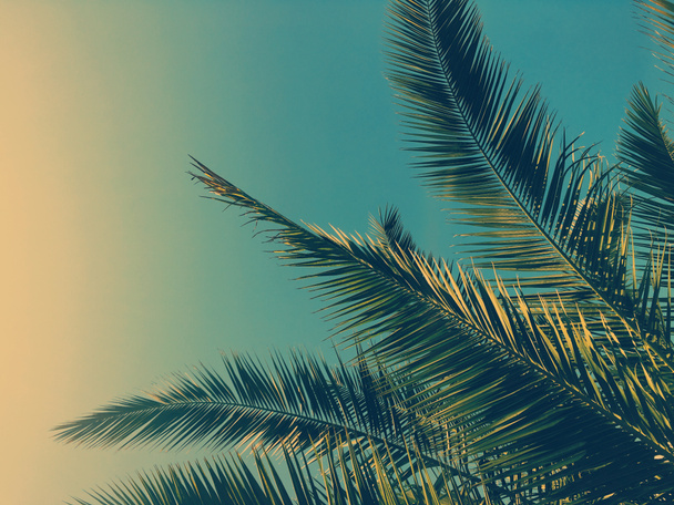 Feuilles de palmier et ciel, fond de voyage estival - Photo, image