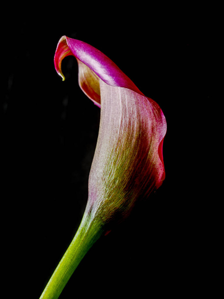 Caslla lily in close up - Foto, afbeelding