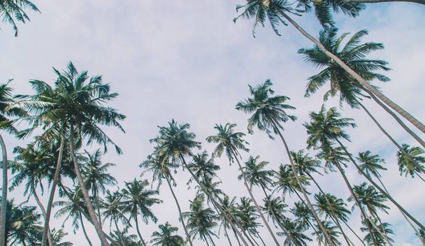 Coconut trees on the island. Selective focus. - Zdjęcie, obraz