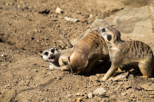 Nuorten meerkatien ryhmä
 - Valokuva, kuva