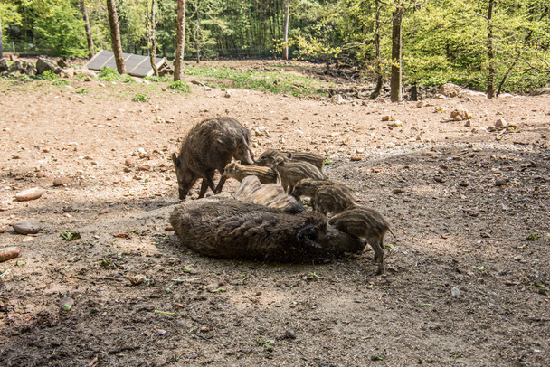 Wildschweine mit Frischlingen im Schlamm - Foto, Bild