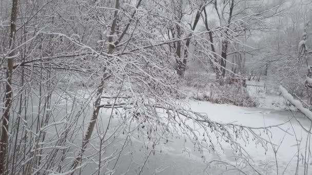 Zimní den, na větvích stromů padal čerstvý bílý sníh - Záběry, video