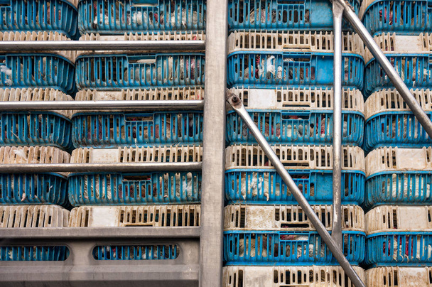 Trasporto di polli in gabbia stretta impilati su un camion
 - Foto, immagini