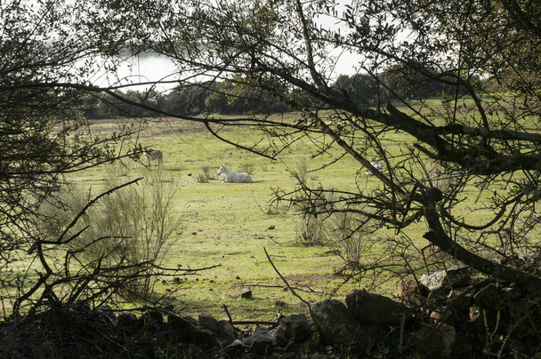 Зелена лука в пасовиську Андалусії з кіньми, що пасуться на сонці між гілками кущів. - Фото, зображення