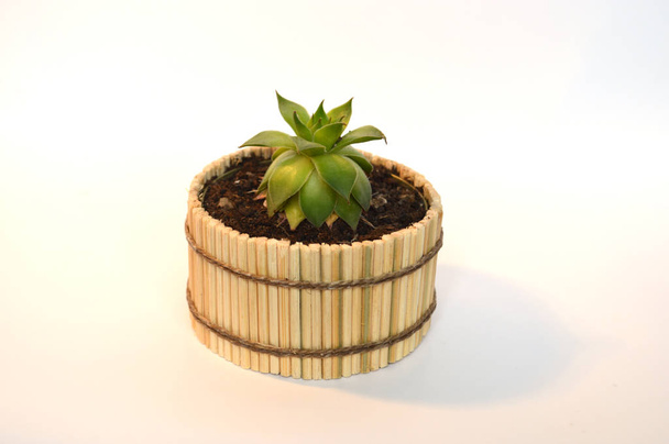 Succulents dans des pots faits main
  - Photo, image