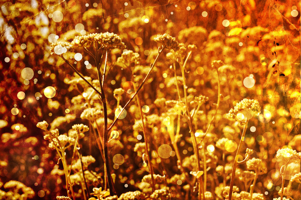 krásný a jasný květinové podzimní pozadí - Fotografie, Obrázek