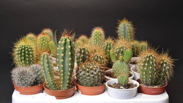 Kaktus und Succlenta in handgemachten Töpfen auf grauem Hintergrund - Foto, Bild