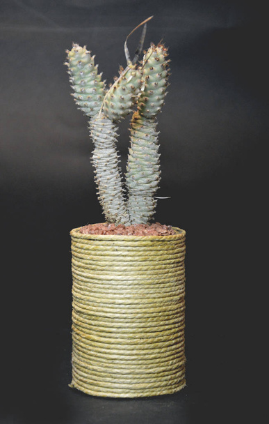 Kaktusz kézzel készített edényekben  - Fotó, kép