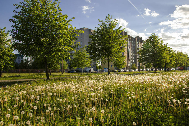 summer city landscape, grass with dandelions, linden alley, high-rise buildings - Foto, afbeelding