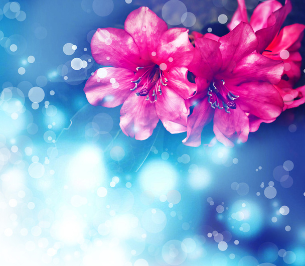 květ backgrond, jarní květ - Fotografie, Obrázek