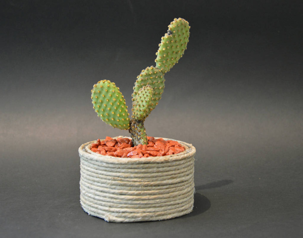 Cactus in handmade pots  - Photo, Image
