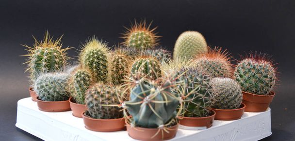 Kaktus ja Succlenta harmaalla pohjalla olevissa käsintehdyissä ruukuissa
 - Valokuva, kuva
