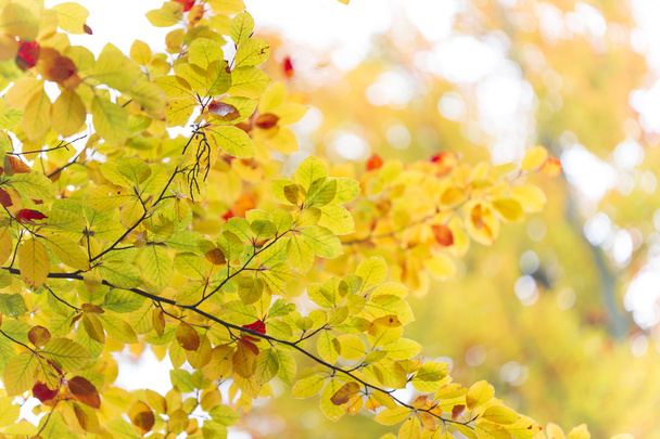 Autumn Leaves - Valokuva, kuva