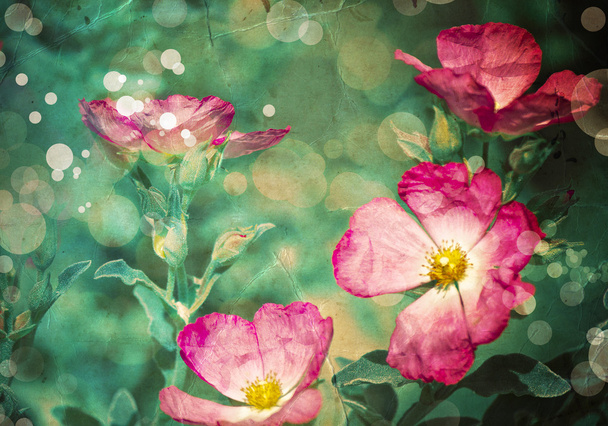 květ backgrond, jarní květ - Fotografie, Obrázek