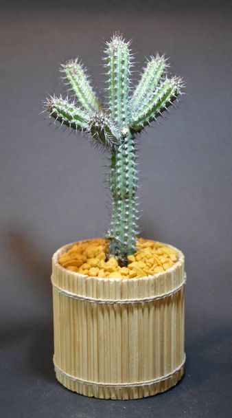 Cactus in handmade pot on gray background - Photo, Image
