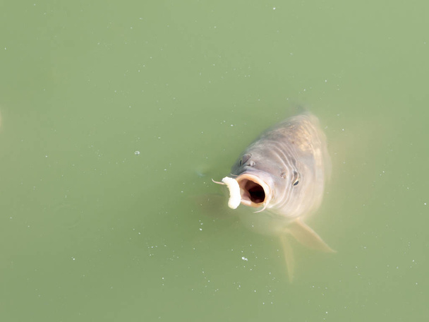 Siluriformes o Nematognathi generalmente llamados bagre comiendo bocadillos en un lago verde
 - Foto, imagen