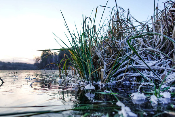 冬の風景。凍結した湖は新しいきれいな氷で覆われている。水に凍る植物. - 写真・画像