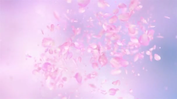 Rosafarbene Rosenblätter explodieren in 4k - Filmmaterial, Video
