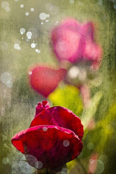 vörös rózsa vízcseppekkel - Fotó, kép