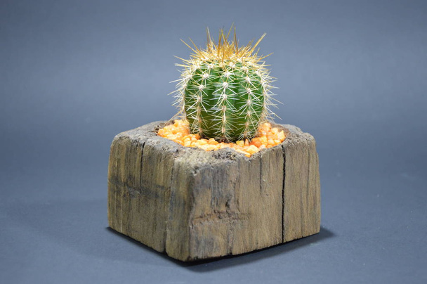Cactus in handmade pot on gray background - Photo, Image