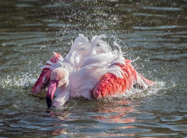 Рожевий фламінго в озері - Фото, зображення