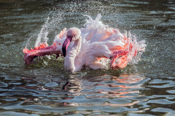 Caribbean Pink Flamingo Splash in een meer - Foto, afbeelding