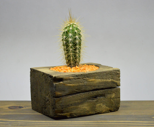 Cactus in handmade pots on gray background - Photo, Image