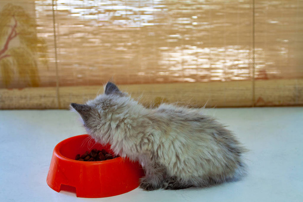 gatito comer gato alimentos fondo
 - Foto, imagen