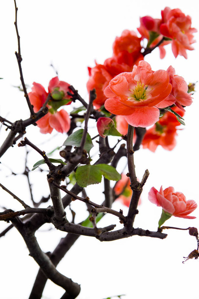 Primavera temprana después del invierno, la longevidad rosa ciruela floreció
 - Foto, Imagen