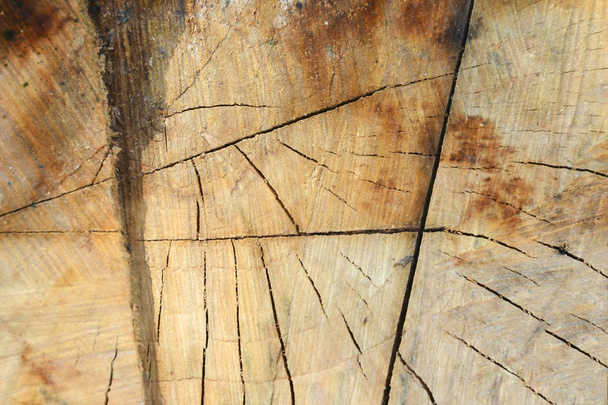 The texture of the apple tree is cut down - a cross-section of the trunk with annual rings and cracks. - Foto, imagen