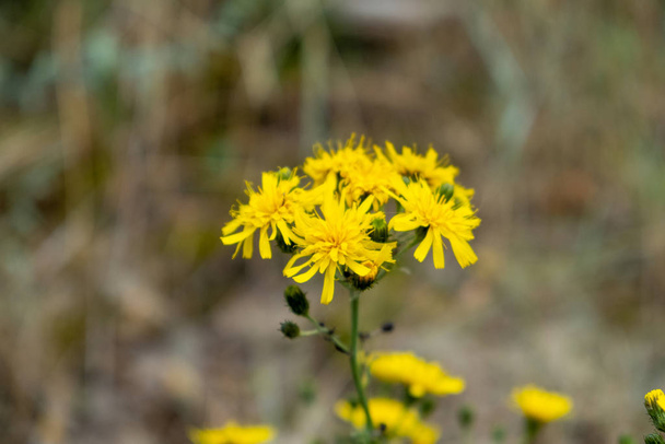 the meadow-pippau (Crepis biennis) in the sunlight - Photo, Image