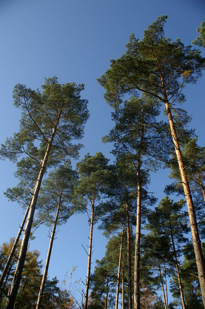 Beautiful view of conifer forest - Fotó, kép