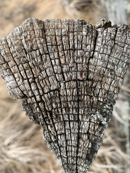 Part of an old stump with cracks. The structure of a piece of pine, closeup. - Photo, Image