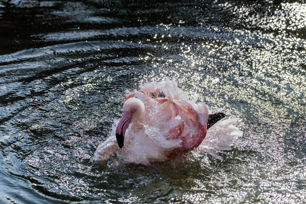 Flamingo rosa caraibico Splash in un lago
 - Foto, immagini