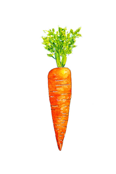 Watercolor drawing of carrot isolated on white background. Handmade illustration of carrot. - Photo, Image